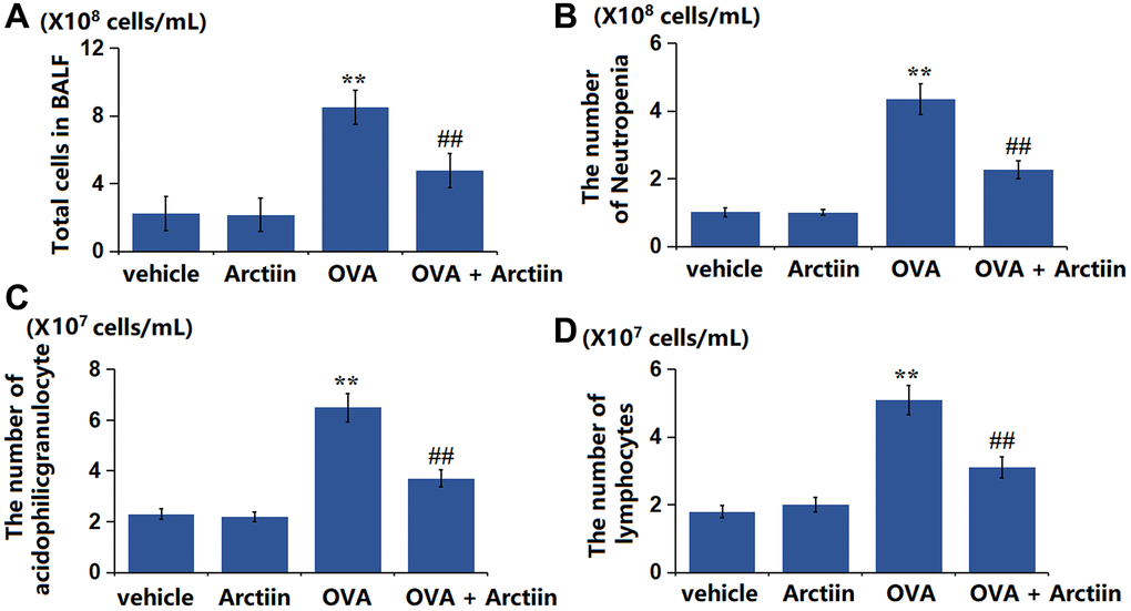 Arctiin reduced the number of inflammatory cells in the BALF of OVA-challenged mice. C57BL/6 mice were divided into four groups: vehicle, Arctiin, OVA, and OVA+ Arctiin (10 mg/kg). (A) Total cells in BALF; (B) The number of Neutropenia; (C) The number of acidophilic granulocytes; (D) The number of lymphocytes (n = 12, **P ##P 