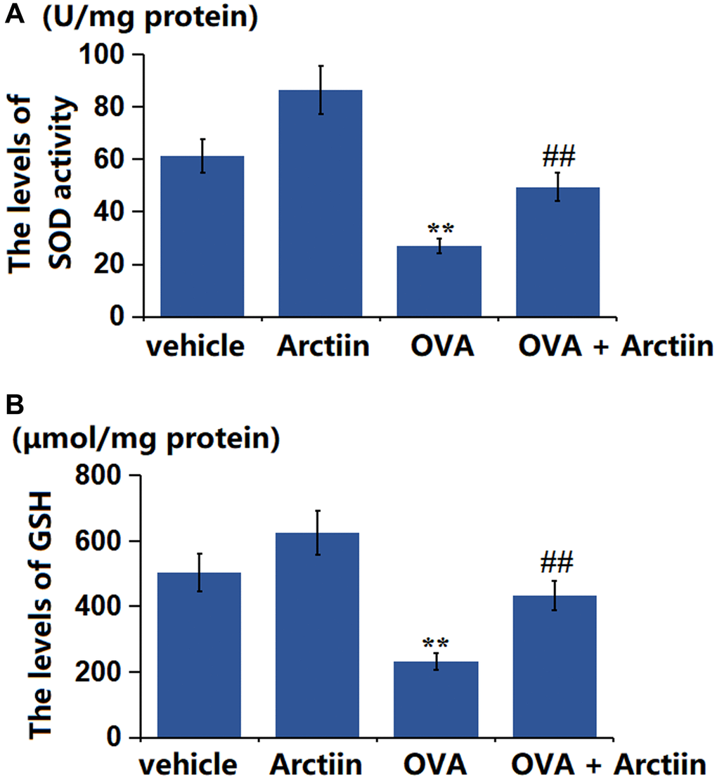 Arctiin improved OVA-induced oxidative stress in lung tissues. C57BL/6 mice were divided into four groups: vehicle, Arctiin, OVA, and OVA+ Arctiin. (A) The levels of SOD activity; (B) The levels of GSH (n = 12, **P ##P 