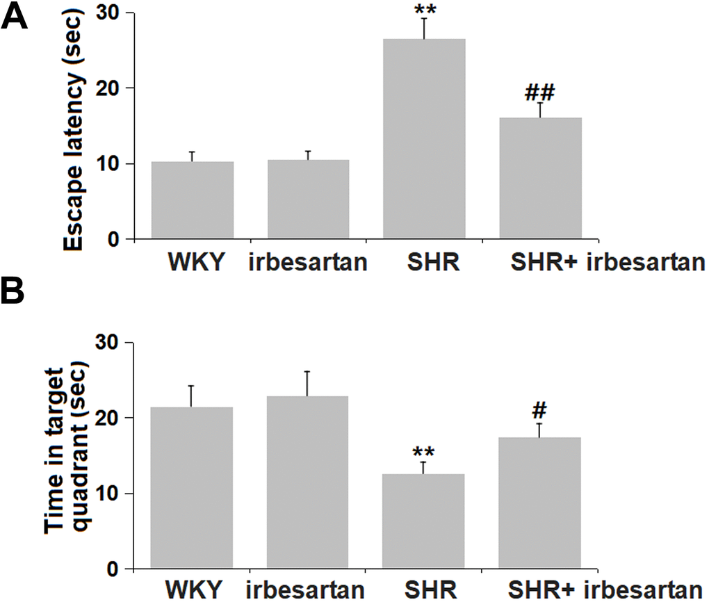 Irbesartan alleviated spatial learning and memory in Morris water maze (MWM) test in SHR rats. (A) Escape latency. (B) Time in target quadrant (n=6, **, P