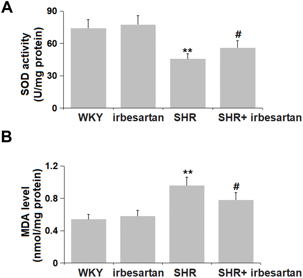 Irbesartan mitigated the oxidative stress in the hippocampus of SHR rats. (A) SOD activity and (B) MDA level were detected by commercial kits (n=6, **, P