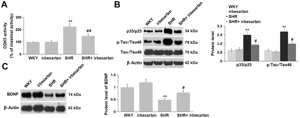 Irbesartan repressed CDK5 activity and reversed BDNF reduction in the hippocampus of SHR rats. (A) CDK5 activity (% of maximal activity) was determined by ELISA. (B) Protein level of p35/p25 and p-Tau (pSer214)/Tau46. (C) Protein level of BDNF(n=6,**, P