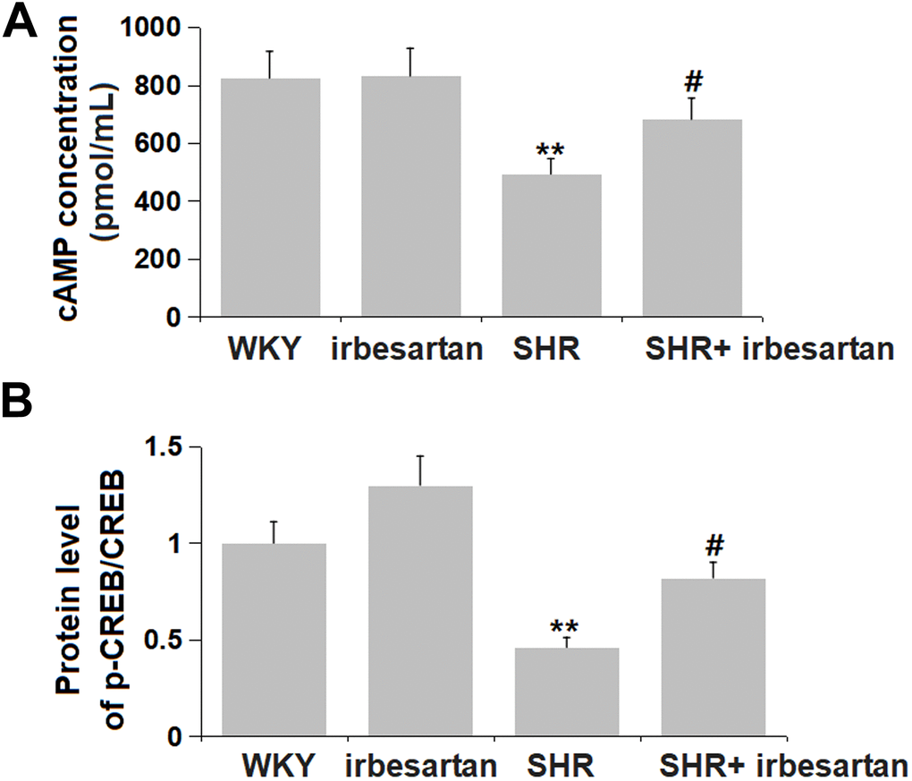 Irbesartan activated cAMP/CREB signaling in the hippocampus of SHR rats. (A) cAMP concentration was detected by ELISA. (B) Protein level of p-CREB/CREB(n=6, **, P