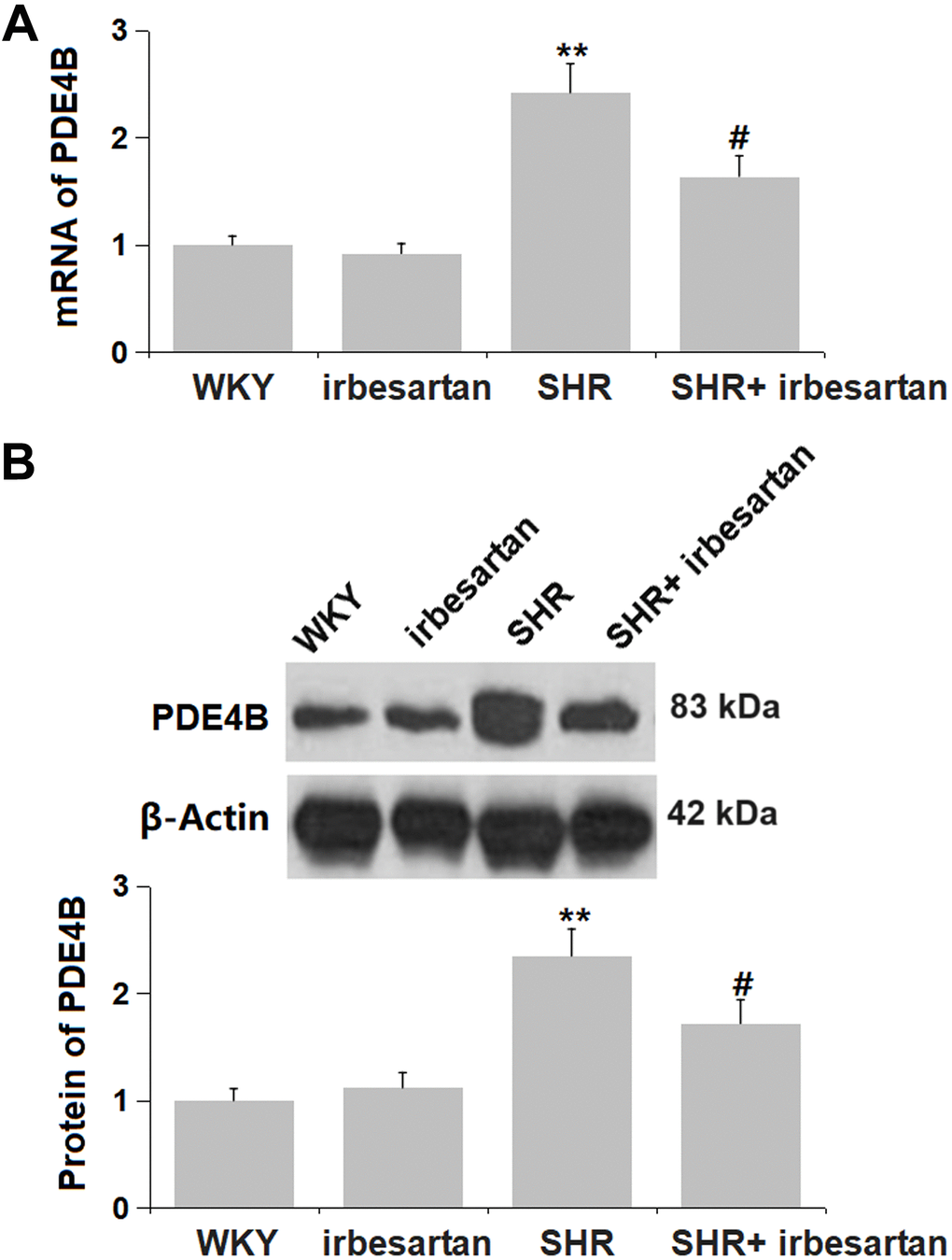 Irbesartan inhibited the increased PDE4B level in the hippocampus of SHR rats. (A) mRNA of PDE4B; (B) Protein of PDE4B(n=6, **, P
