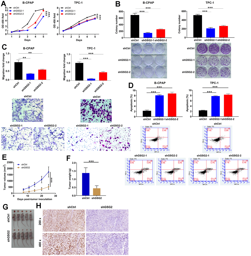 The effects of depleting GSG2 on thyroid cancer in vitro and in vivo. (A) CCK8 assay demonstrating a significant reduction in proliferation of B-CPAP and TPC-1 cells upon shGSG2-1 and shGSG2-2 transfection. (B) After shGSG2-1 and shGSG2-2 transfection, Colony formation assay illustrated a significant decrease in colony formation abilities of both B-CPAP and TPC-1 cells. (C) The effects of GSG2 knockdown on migration potential were assessed through Transwell assay. (D) The changes in B-CPAP and TPC-1 cell apoptosis following GSG2 depletion were analyzed through flow cytometry analysis. (E, F) Xenograft tumor models were established via subcutaneously injecting shCtrl/shGSG2-transfected TPC-1 cells, and tumor volume (E) and weight (F) were measured. Tumor volume=π/6×L×W×W. (G) Tumors were collected and photographed. (H) Immunohistochemical staining of Ki67 in mice tissues from the shCtrl and shGSG2 groups. Results were presented as mean ± SD. ** P P 