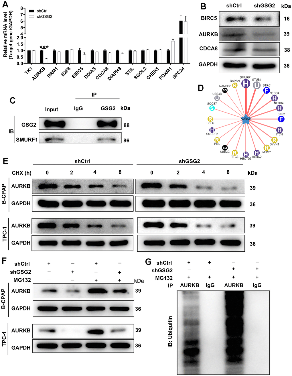 The exploration of downstream mechanism of GSG2-regulating thyroid cancer. (A) The mRNA levels of top 13 co-expressed genes of GSG2 were detected through qRT-PCR experiment. (B) The protein levels of BIRC5, AURKB and CDCA8 were analyzed in response to GSG2 downregulation by western blot. (C) Co-IP assay demonstrated an endogenous interaction between GSG2 and SMURF1. (D) The E3 ubiquitin ligases of AURKB. (E) The half-life of AURKB protein in GSG2-depleted B-CPAP and TPC-1 cells was assessed at 2 h, 4 h and 8h following 0.2 mg/mL CHX treatment. (F) After MG-132 addition, AURKB protein levels in GSG2-depleted B-CPAP and TPC-1 cells were measured. (G) The ubiquitination level of AURKB was detected in GSG2-depleted B-CPAP cells after immunoprecipitation using AURKB or IgG antibodies.
