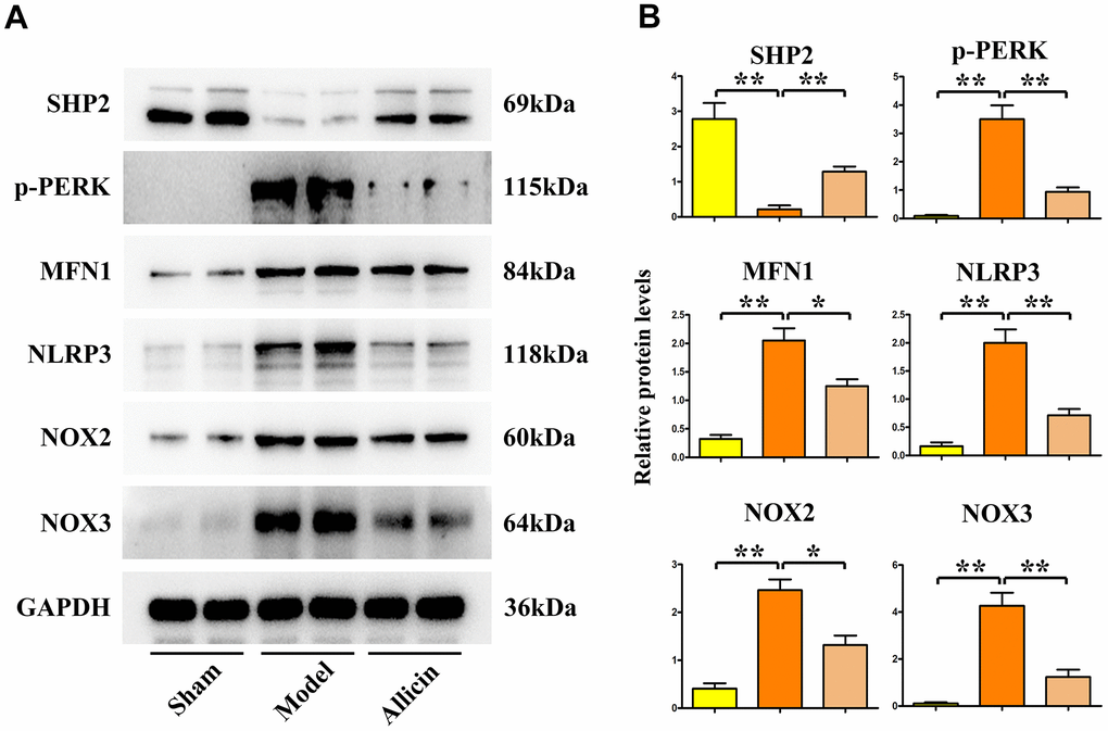 Western blot analysis of allicin extract inhibiting mitochondrial oxidative stress. (A, B) Allicin extract increased SHP2 protein expression and decreased the expression of p-PERK, MFN1, NLRP3, NOX2, and NOX3. **p 