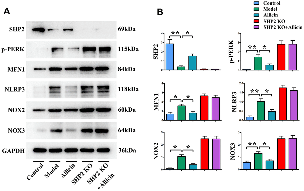 Inhibition of oxidative stress by allicin extract through upregulation of SHP2 expression. (A, B) Allicin extract inhibited the expression of p-PERK, MFN1, NOX2, NOX3, but increased SHP2 expression. Allicin extract did not affect oxidative stress in SHP2-KO rats. **p 