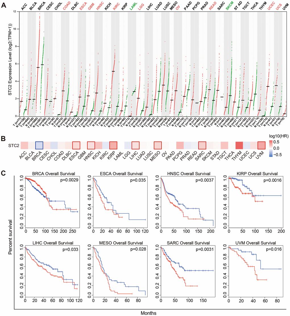 Expression and significance of STC2 in pan-cancer. (A) Pan-cancer analysis of STC2 expression based on the GEPIA2. (B) Survival map of STC2 in pan-cancer. (C) Kaplan-Meier survival curves for overall survival rate over TCGA cancer types.