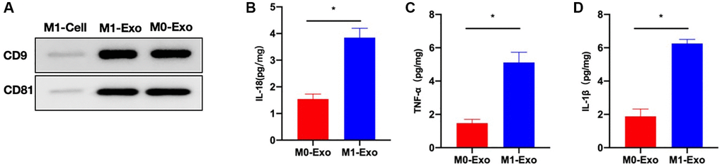 M1 polarization of intestinal macrophages and characterization of exosomes. (A) CD9, CD81 were highly expressed in exosomes. (B–D) ELISA (n = 3). Inflammatory cytokines IL-18, IL-1β, and TNF-α levels of M1-Exo group increased relative to M0-Exo group. *P 