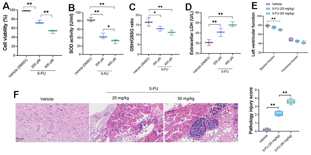 5-FU causes cardiomyocyte damage and impaired cardiac function of SD rats. Two doses, 200 and 400 μM were used for in vitro analysis and 25 and 50 mg/kg were adopted for in vivo analysis. (A) 5-FU decreases the viability of cardiomyocytes in both doses; (B–D) 5-FU causes decreasing of SOD activity and GSH/GSSG ratio, and increases LDH levels in primary cardiomyocytes; (E) 5-FU did not cause obvious impaired left ventricular cardiac function in rats, although it led to a downward trend; (F) HE staining indicates that 5-FU caused myocardial injury, which demonstrated as intermuscular inflammatory cell infiltration and focal necrosis in myocardial tissue.