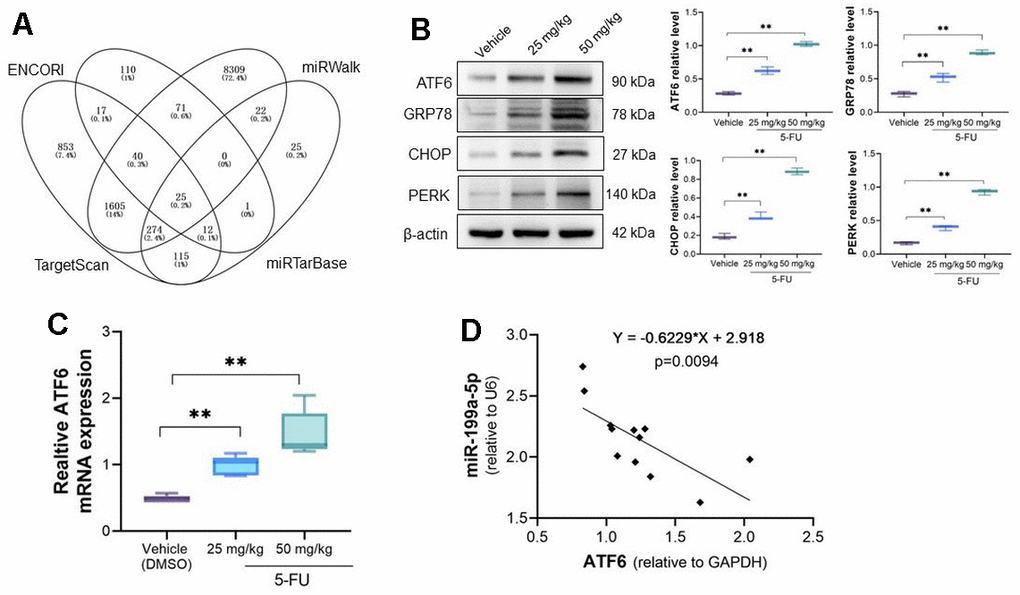 ATF6 is activated in 5-FU treated myocardial tissues. (A) The potential target of miRNA-199a-5p were explored by online tools and ATF6 was confirmed has potential binding sites with miRNA-199a-5p; (B) the expression of ATF6, GRP78, CHOP, PERK protein increased in 5-FU treated cardiomyocytes tissues; (C) the qRT-PCR analysis of ATF6 expression in cardiomyocytes; (D) the correlation of ATF6 and miRNA-199a-5p by RT-PCR analysis. ATF6 is negatively correlated with miRNA-199a-5p in 5-Fu treated myocardial tissues.